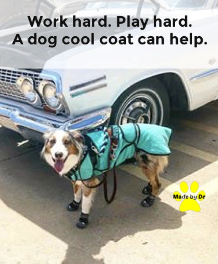 How Does A Dog Cool Coat Work